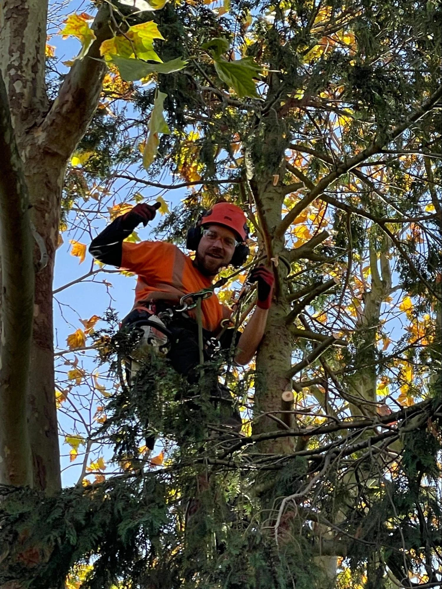 West Thurrock Tree Care Experts